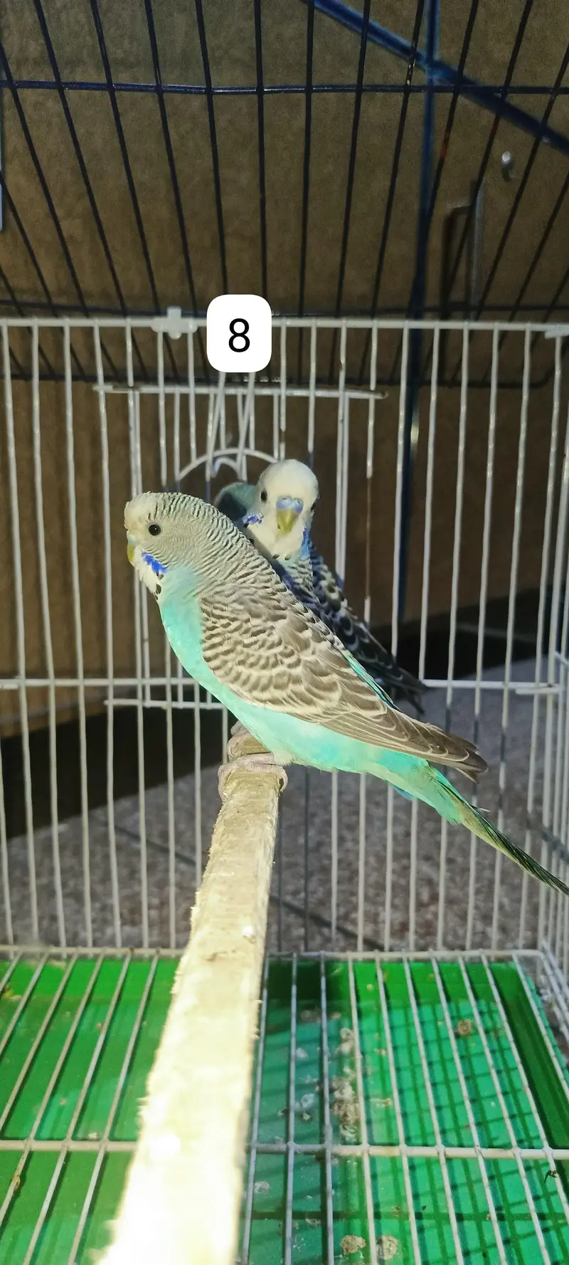 Budgie's parrots with cage (0300/49/89/439) — photo 11