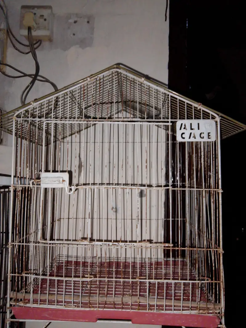 Budgie's parrots with cage (0300/49/89/439) — photo 12