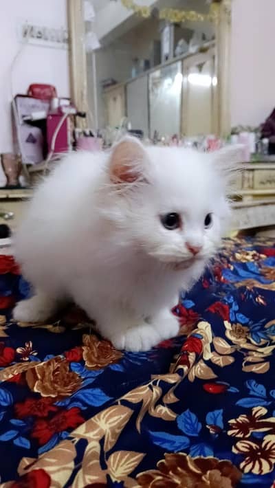 Persian kittens