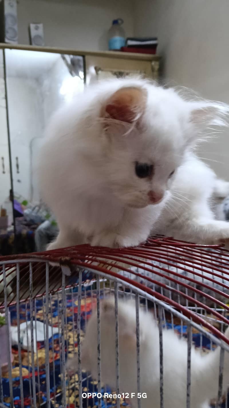 Persian kittens 1