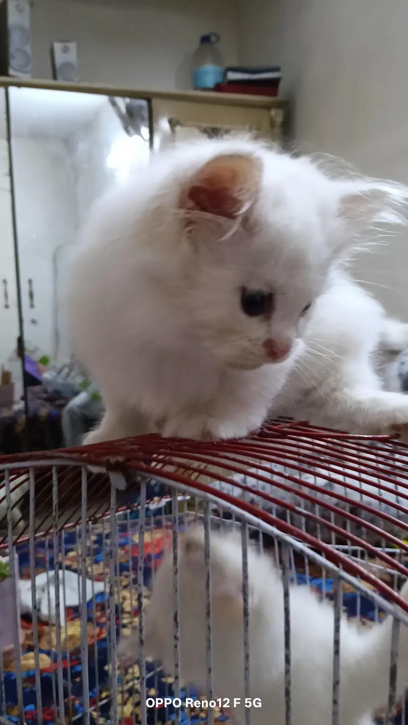 Persian kittens — photo 2