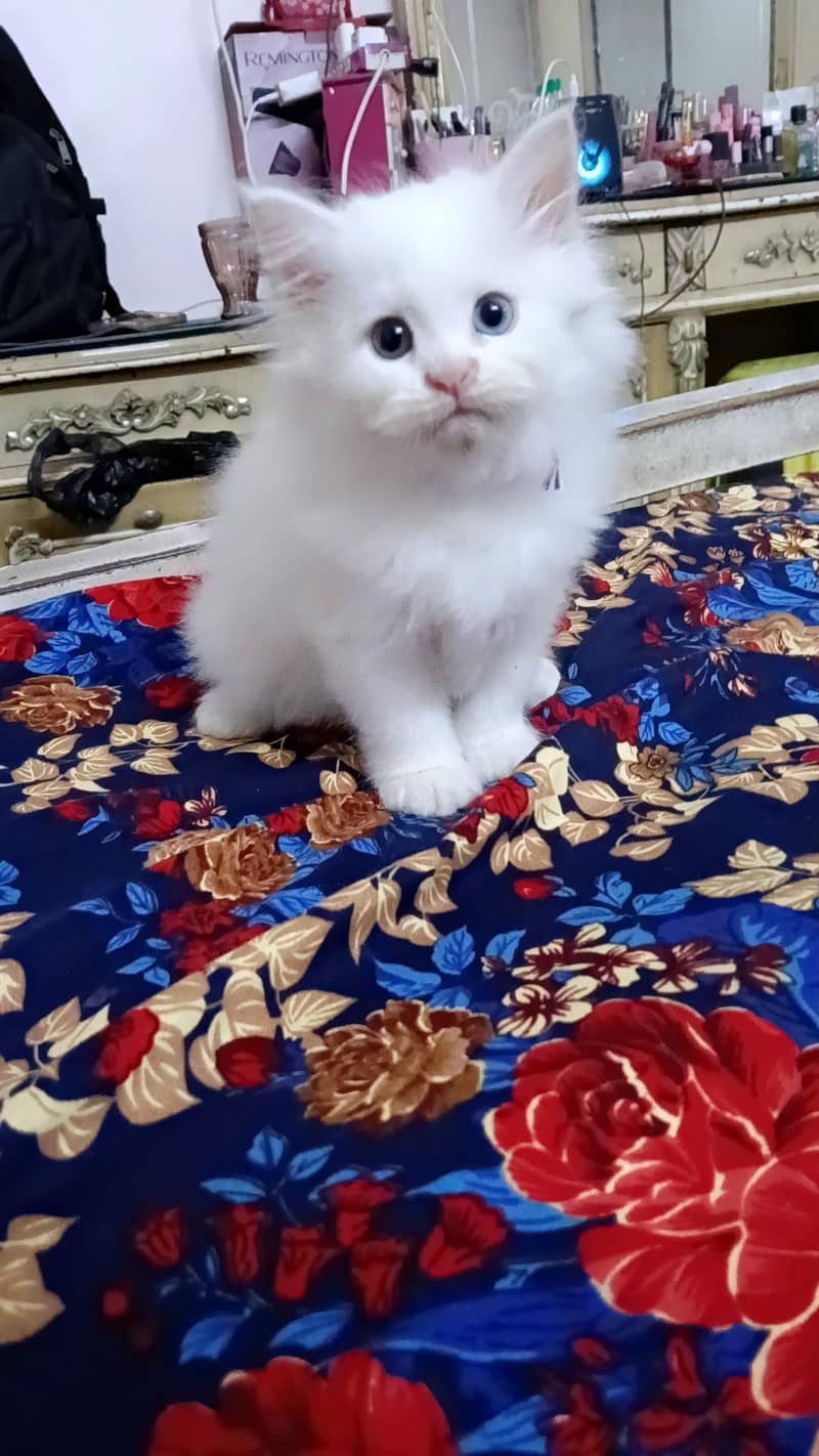 Persian kittens 2