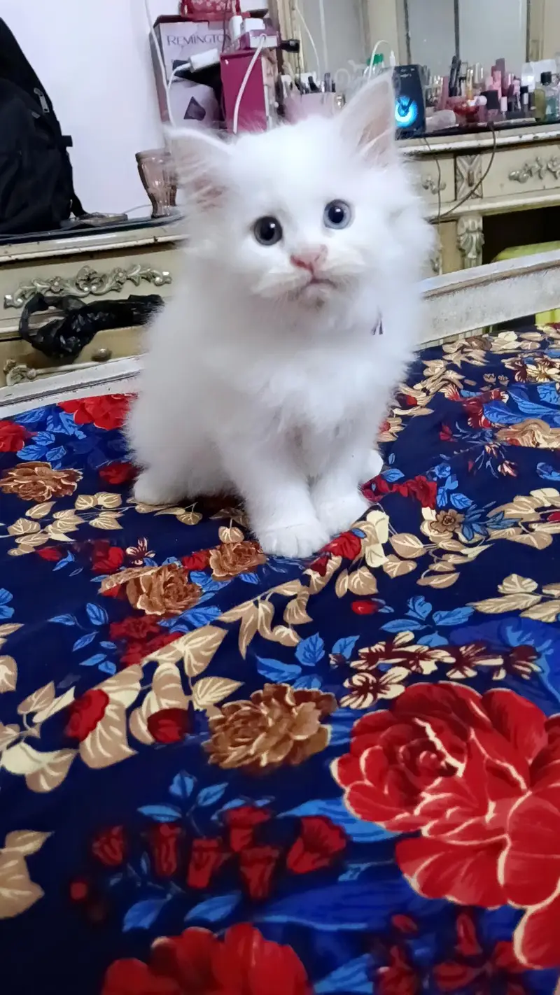 Persian kittens — photo 3