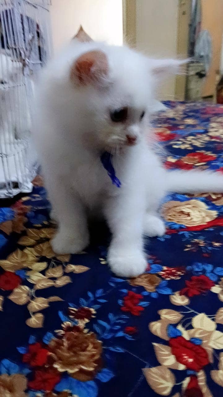 Persian kittens 3