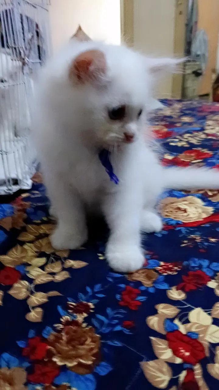 Persian kittens — photo 4