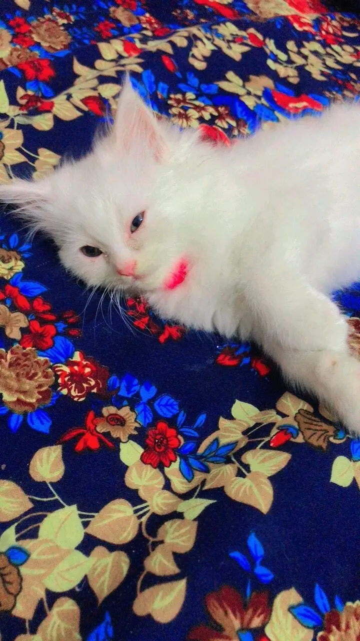 Persian kittens — photo 5