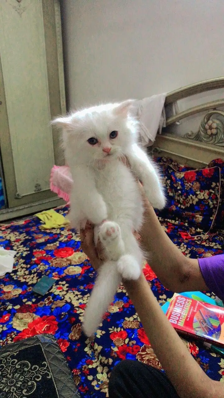 Persian kittens — photo 6