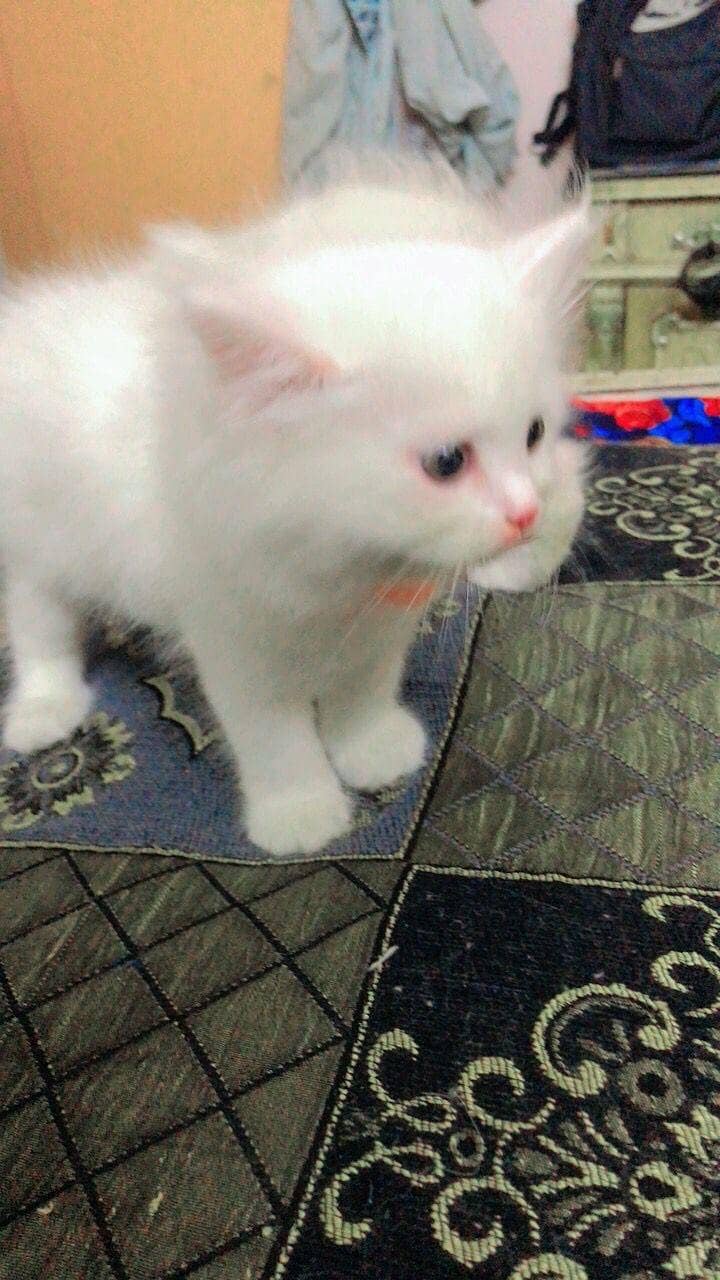 Persian kittens 6