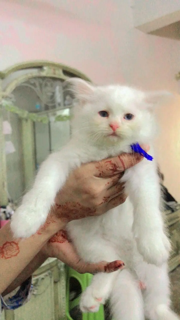 Persian kittens — photo 8