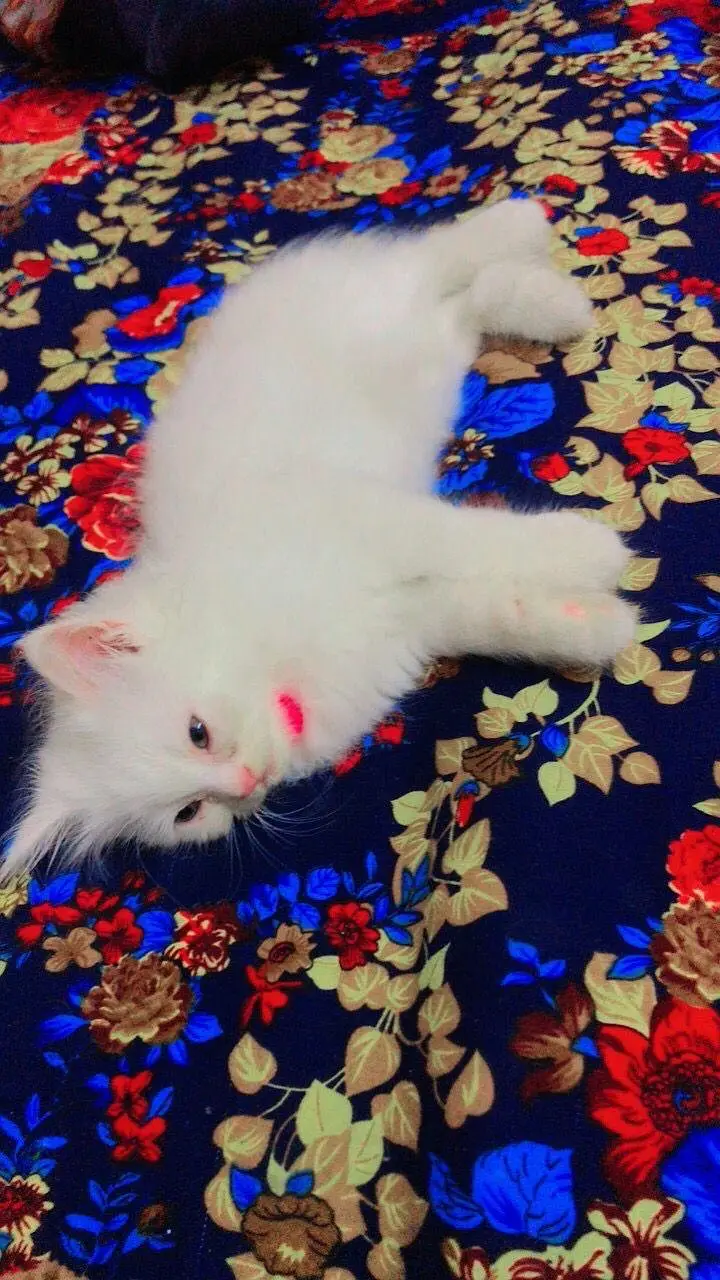 Persian kittens — photo 9