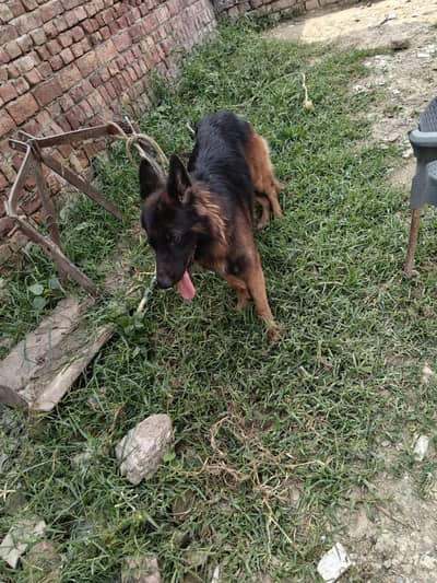 urgent sal