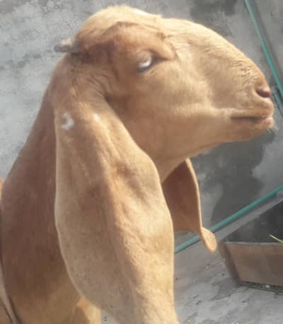 Makichini Female Goat