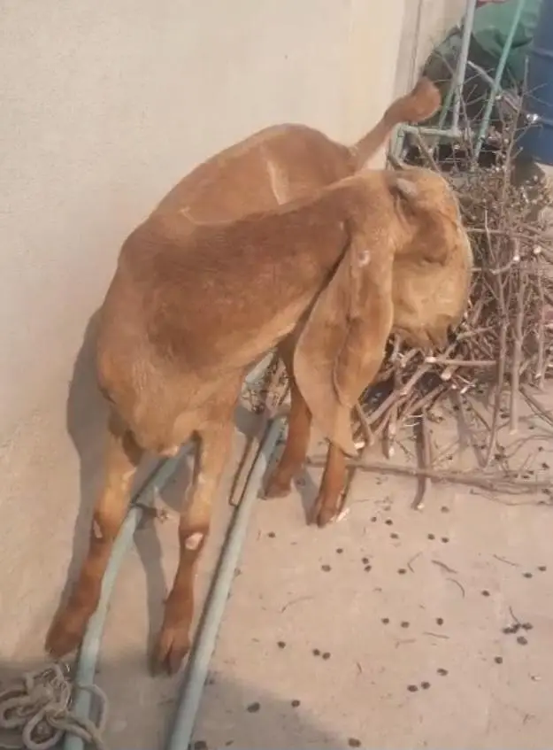 Makichini Female Goat — photo 2
