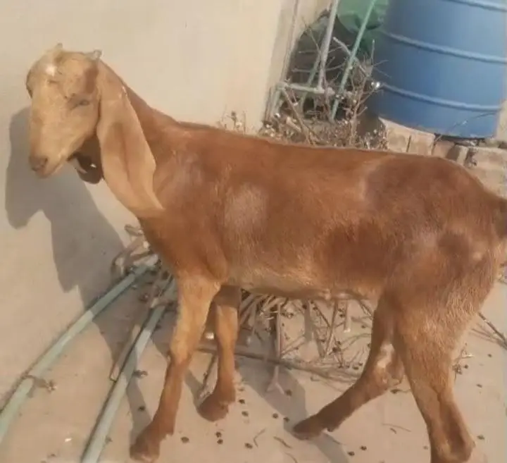 Makichini Female Goat — photo 4