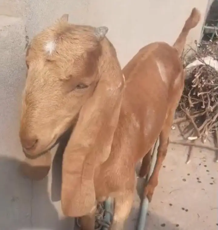 Makichini Female Goat — photo 6