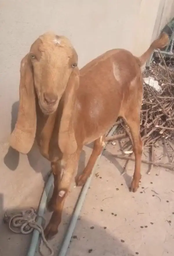 Makichini Female Goat — photo 7