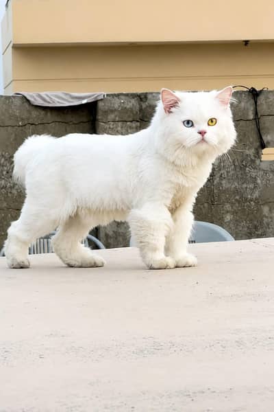 2 mail cat available
