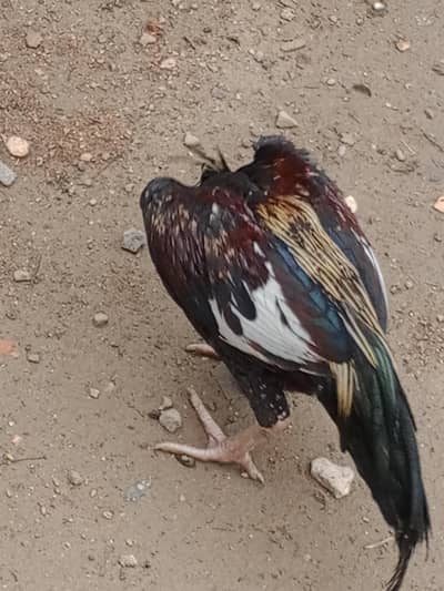 Male and Female Dono Available