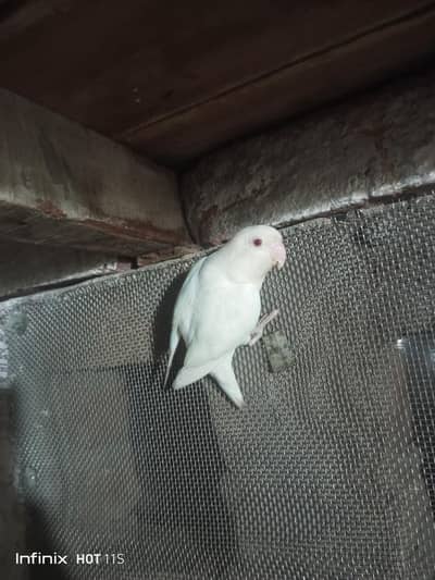 Lovebirds; Albino Red Eye