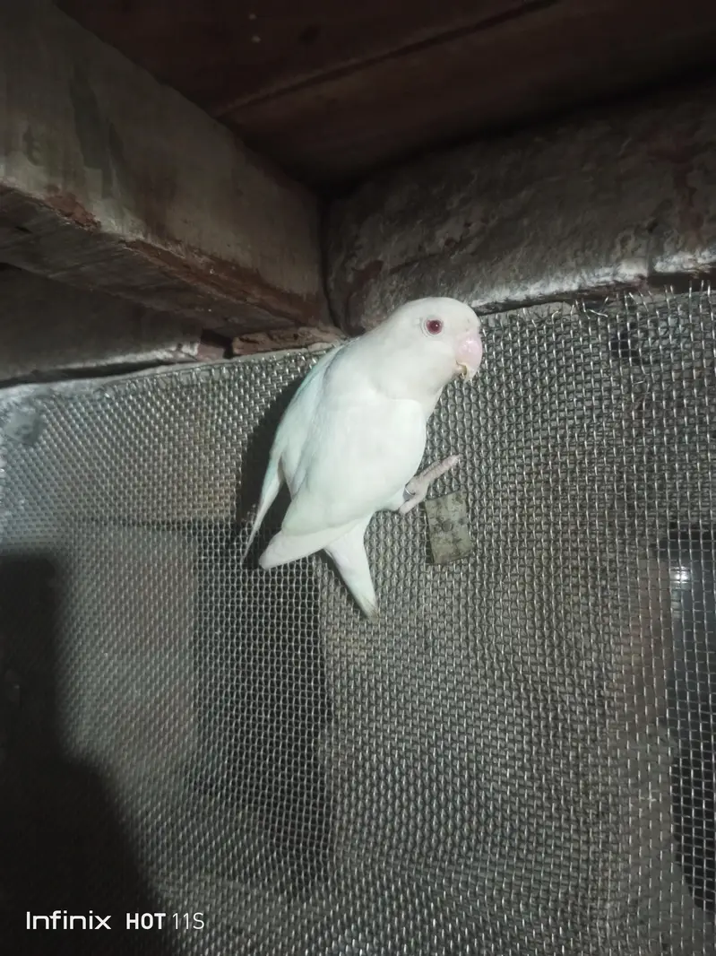 Lovebirds; Albino Red Eye — photo 2