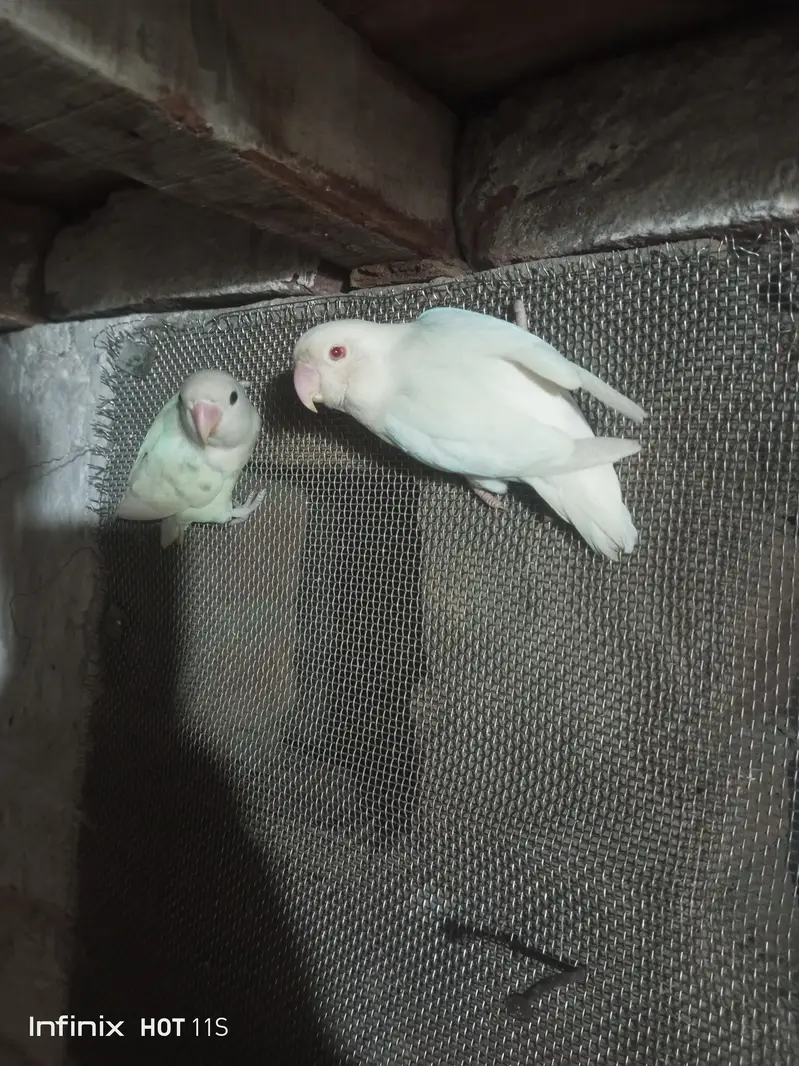 Lovebirds; Albino Red Eye — photo 3