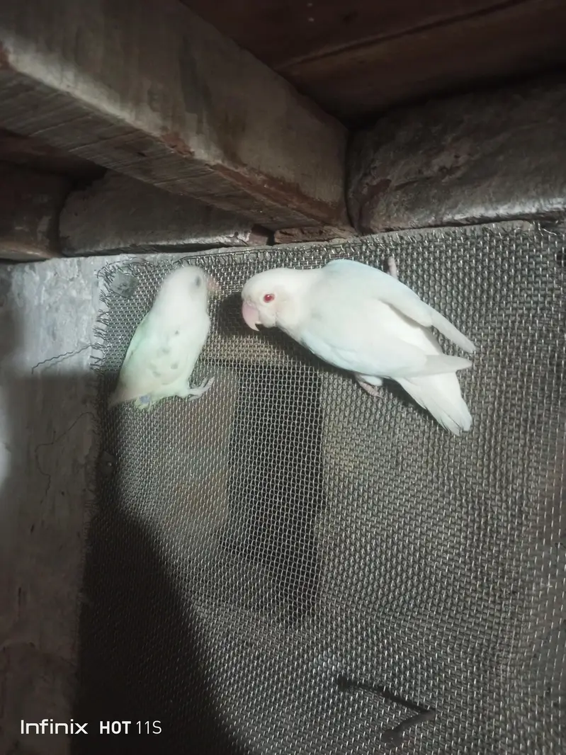Lovebirds; Albino Red Eye — photo 4