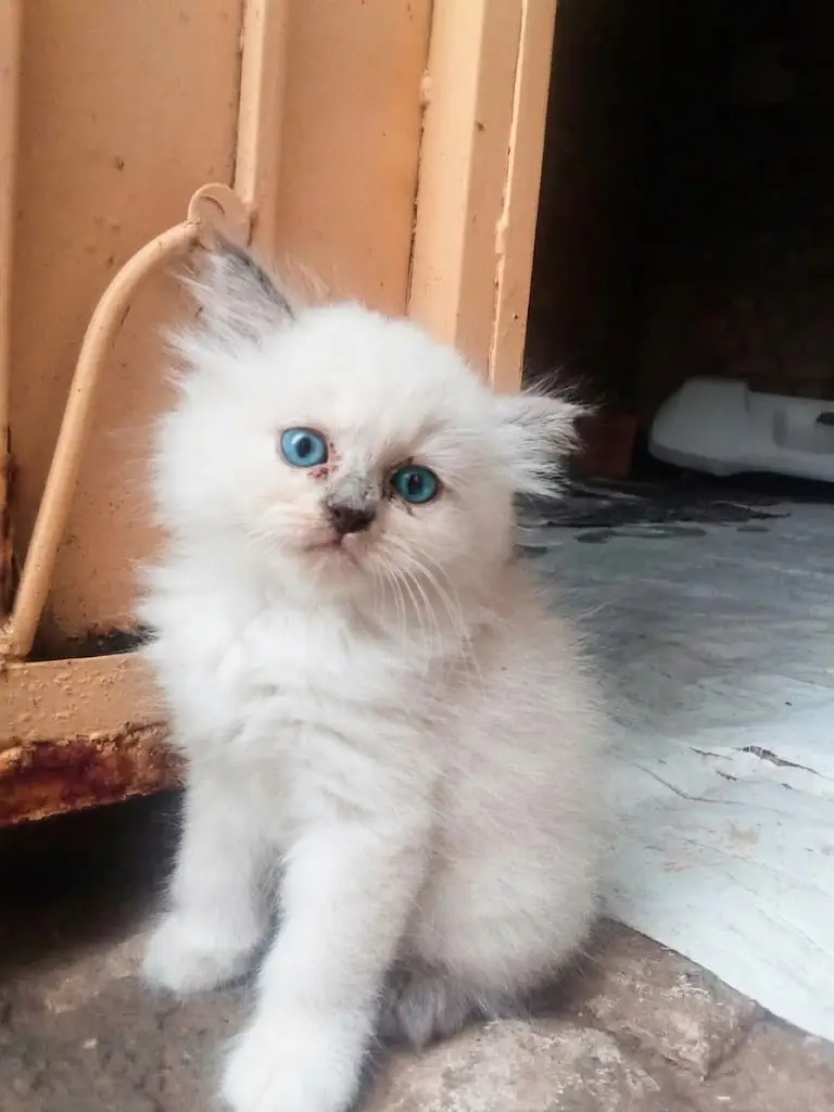 Beautiful Pointed Ragdoll/Himalayan Kitten — photo 3