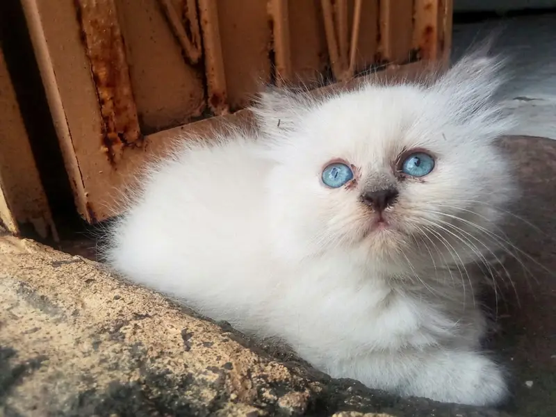 Beautiful Pointed Ragdoll/Himalayan Kitten — photo 2