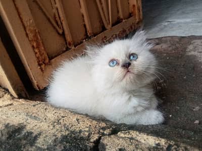 Beautiful Pointed Ragdoll/Himalayan Kitten
