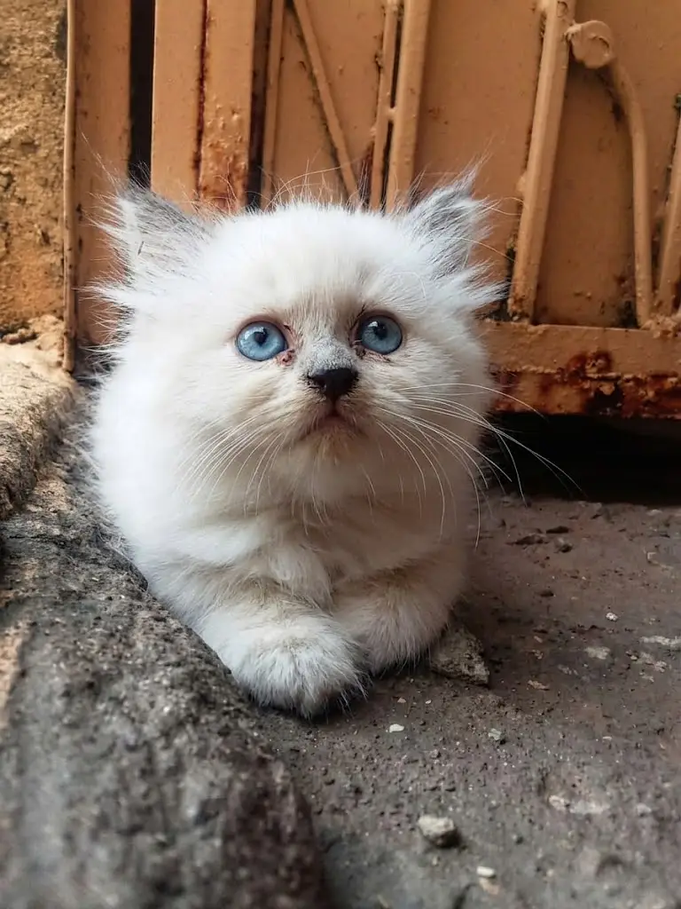 Beautiful Pointed Ragdoll/Himalayan Kitten — photo 4