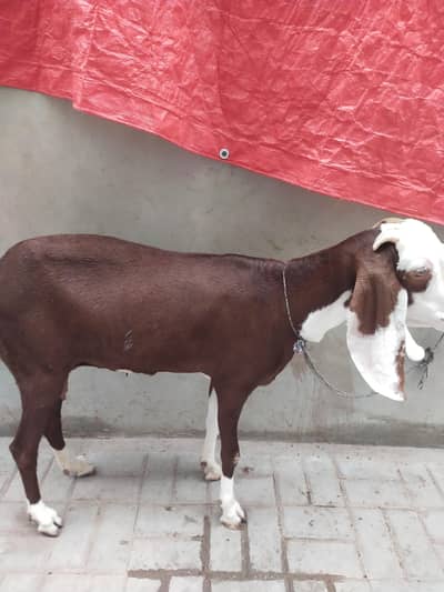 Goat for sale