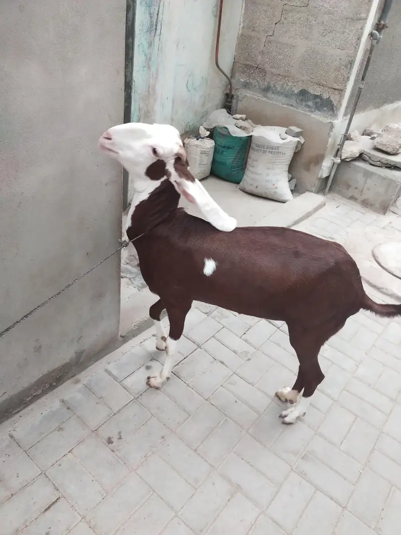 Goat for sale — photo 2