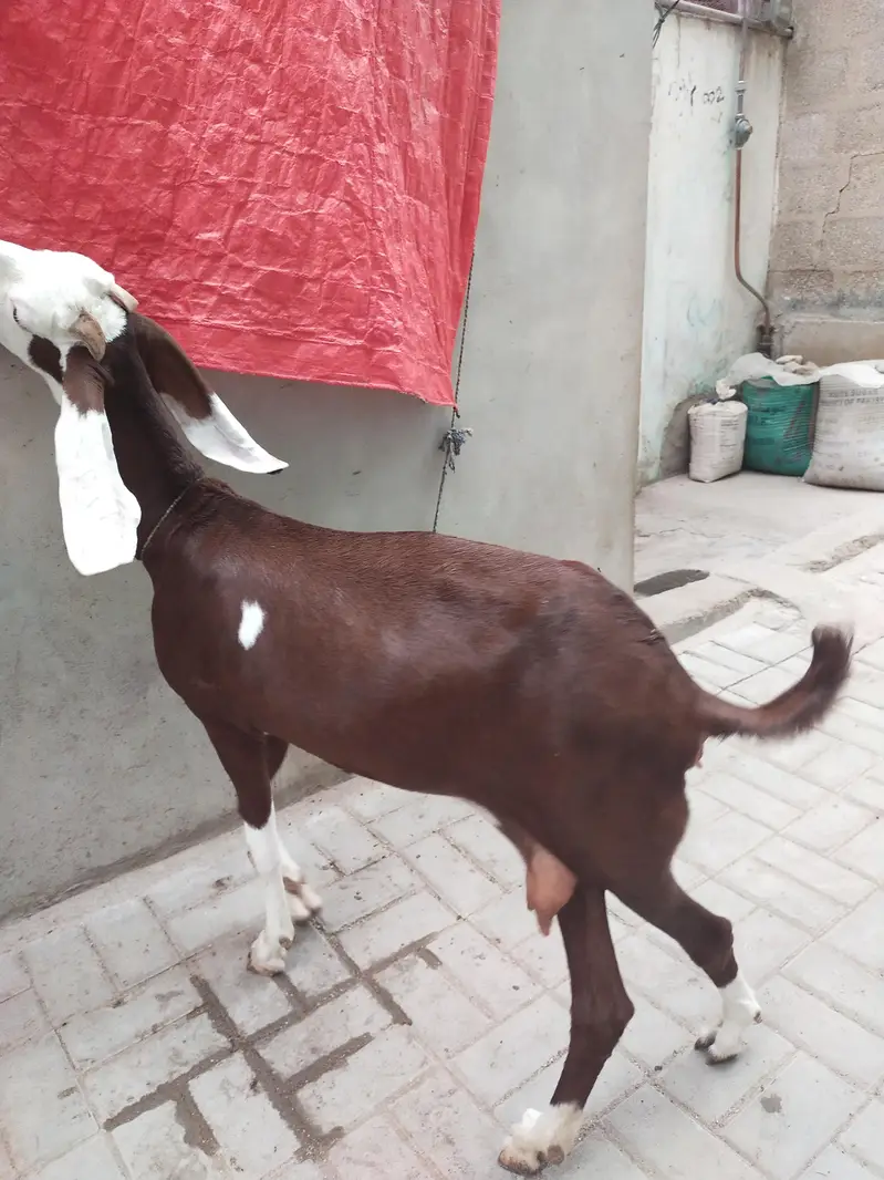 Goat for sale — photo 3