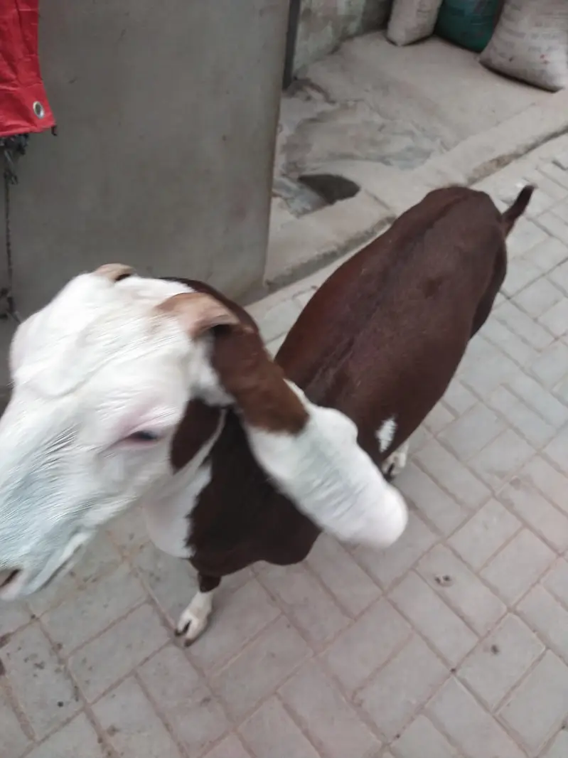 Goat for sale — photo 4