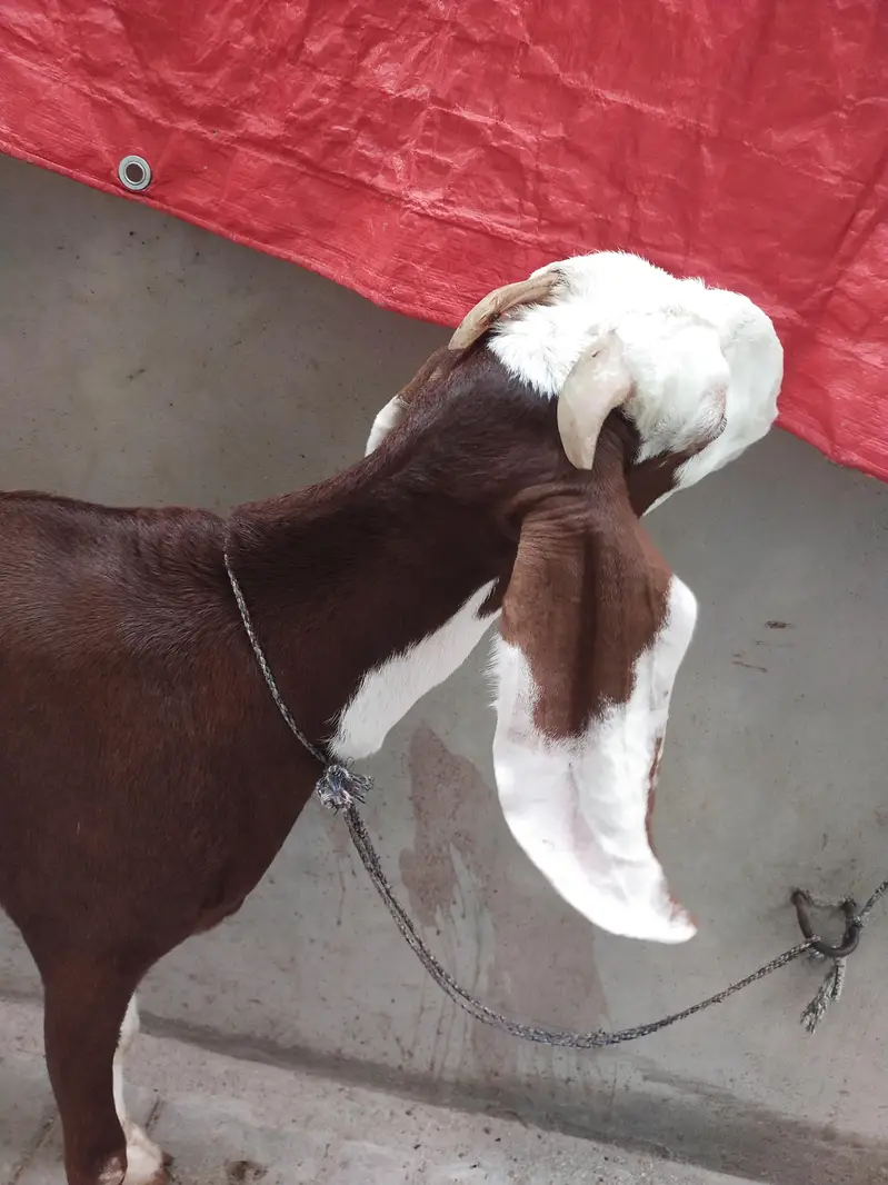 Goat for sale — photo 5