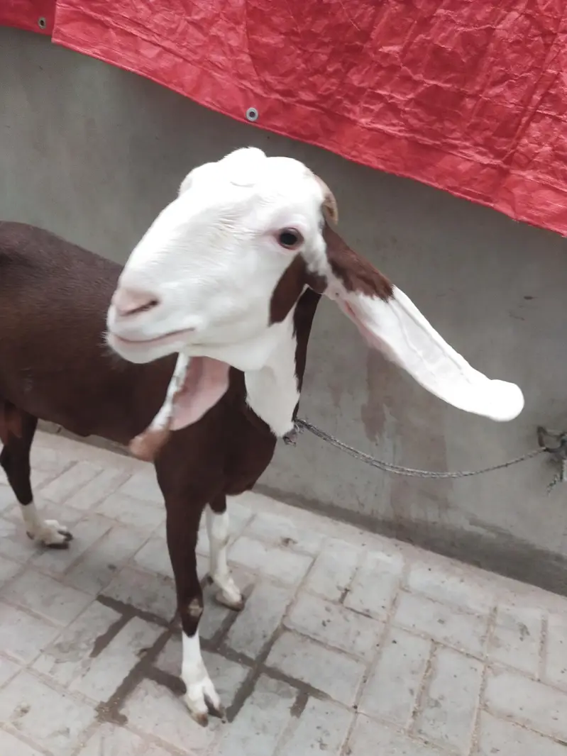 Goat for sale — photo 6