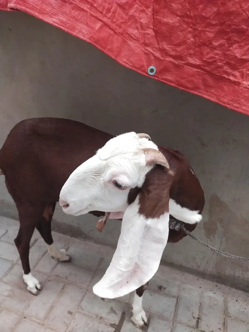 Goat for sale — photo 7