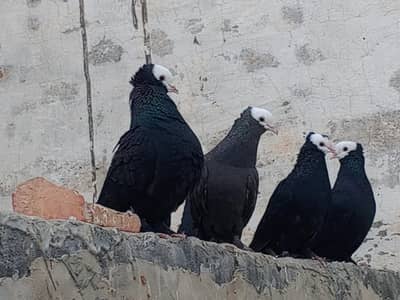 Black Peshawari Pegions