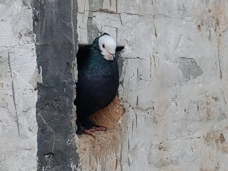 Black Peshawari Pegions — photo 2