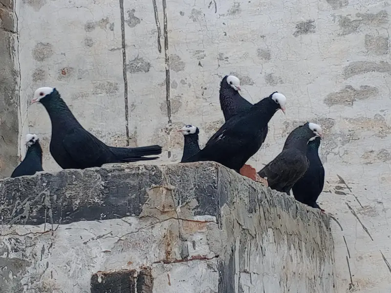 Black Peshawari Pegions — photo 3
