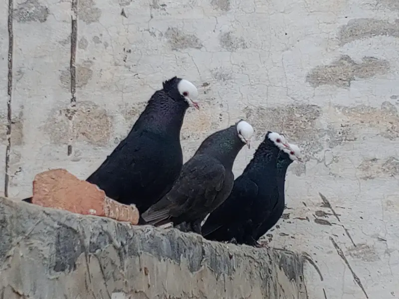 Black Peshawari Pegions — photo 4