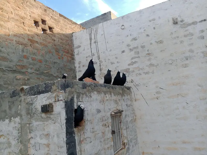 Black Peshawari Pegions — photo 5