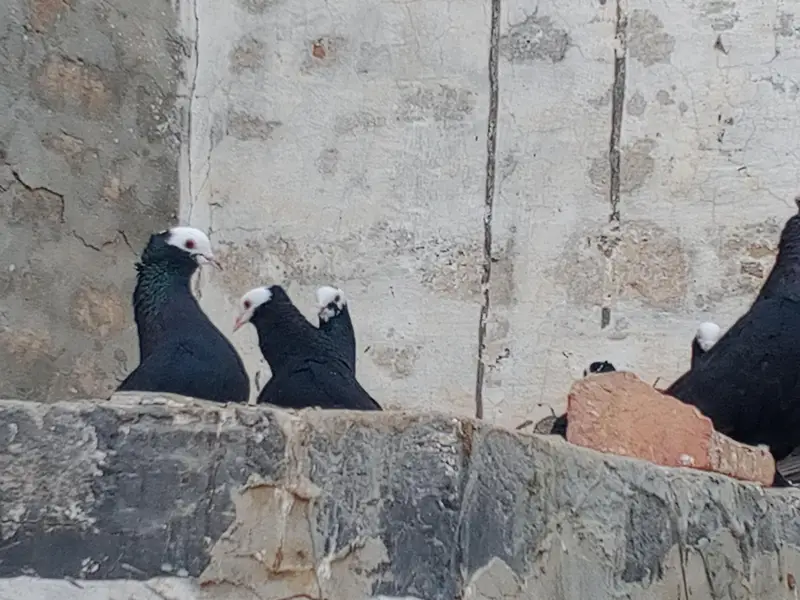 Black Peshawari Pegions — photo 6