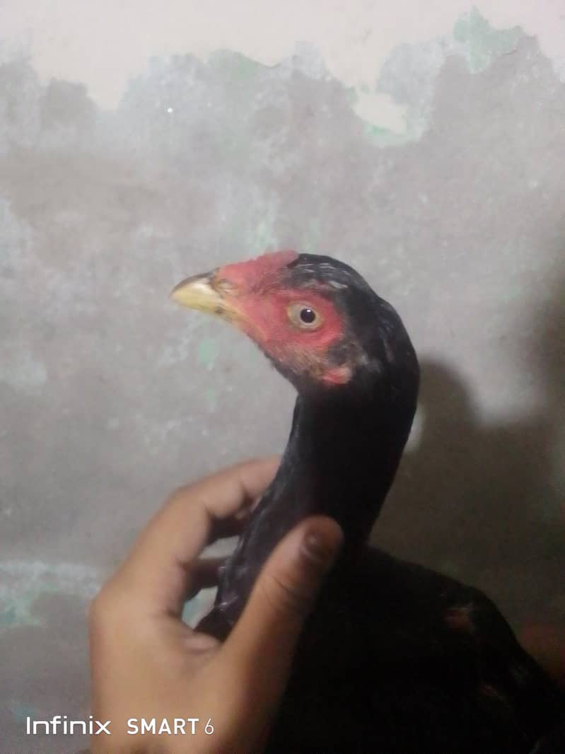 aseel 1