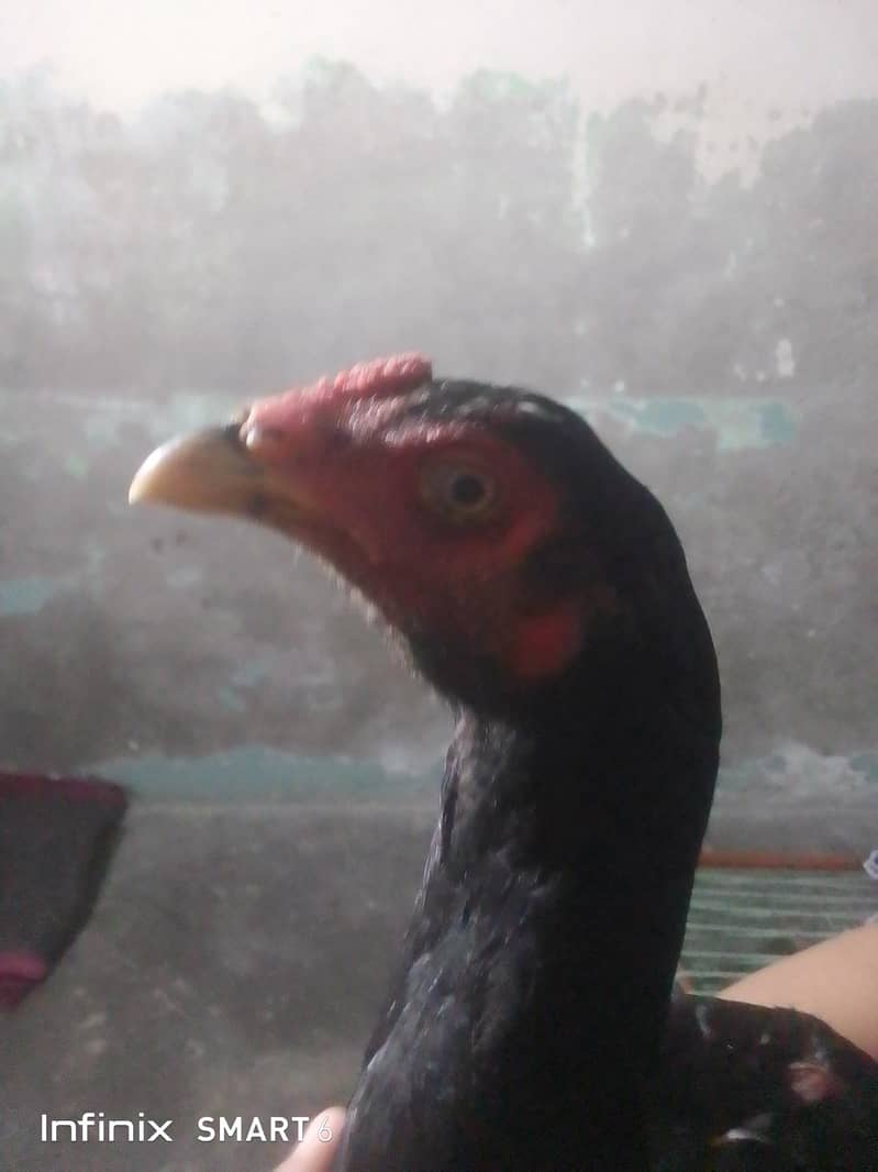 aseel 2