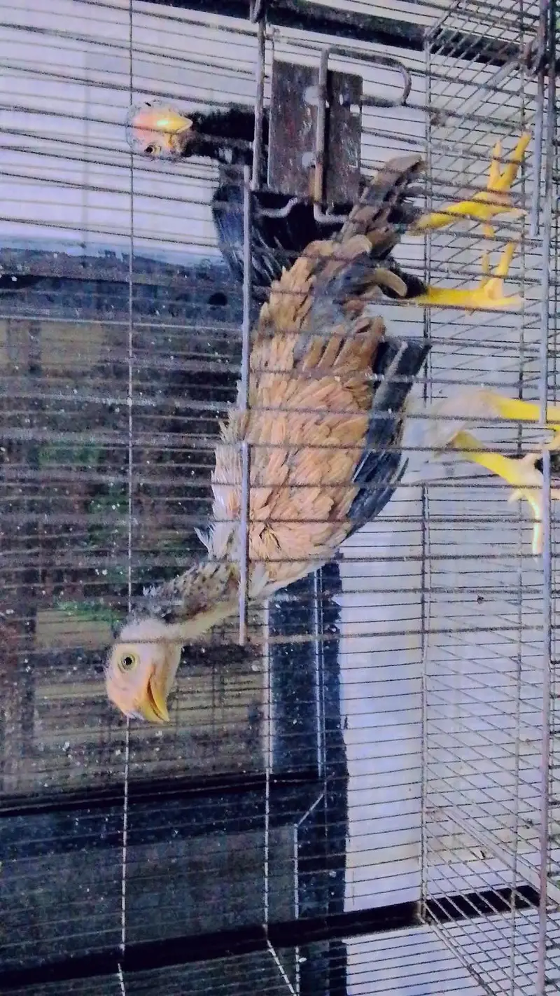 indian parrot beak pure chicks pair only 30000 urgent sale 03214167286 — photo 2