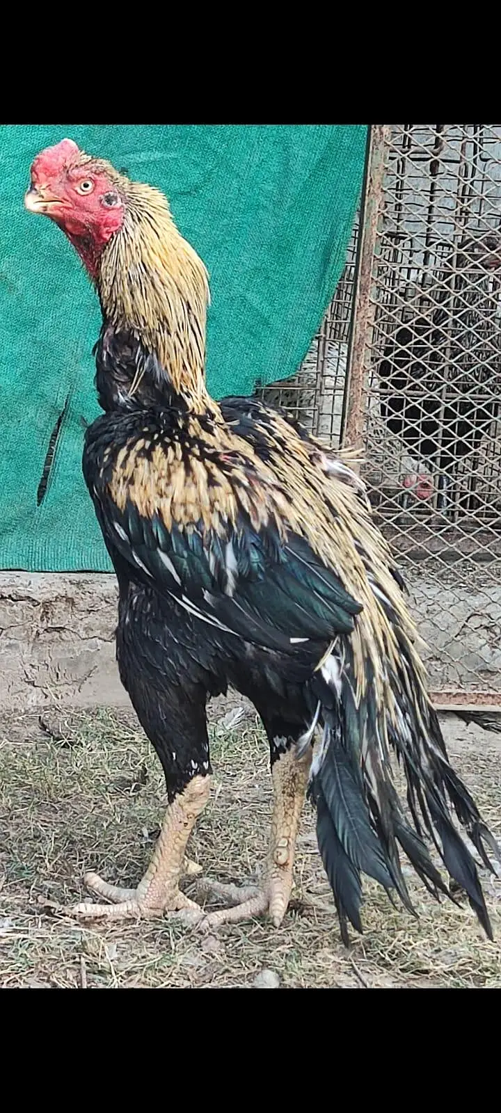 indian parrot beak pure chicks pair only 30000 urgent sale 03214167286 — photo 5