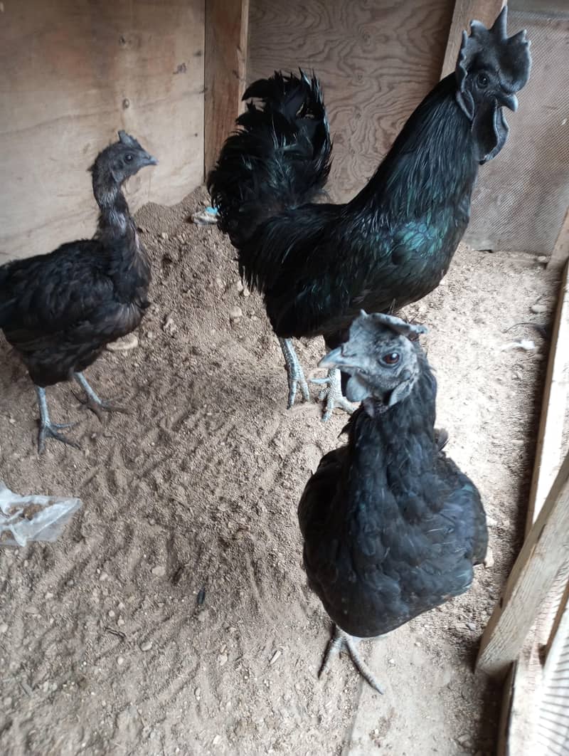 breeder 1