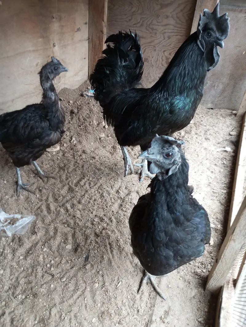 breeder — photo 2