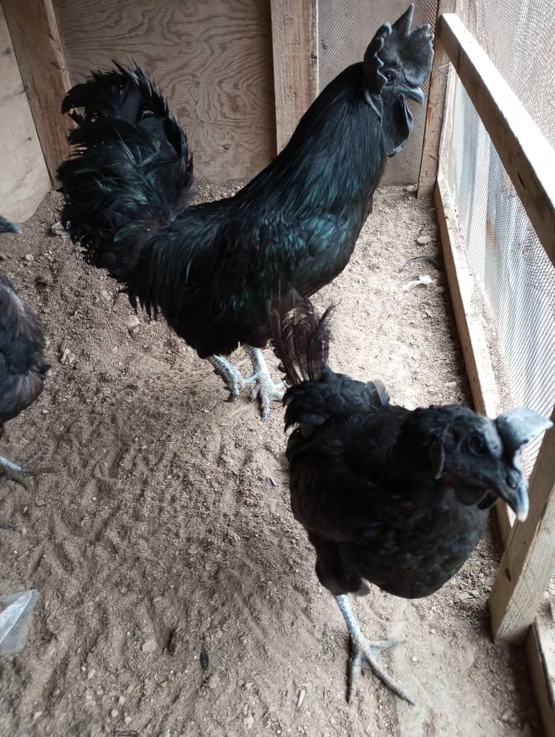 breeder 2